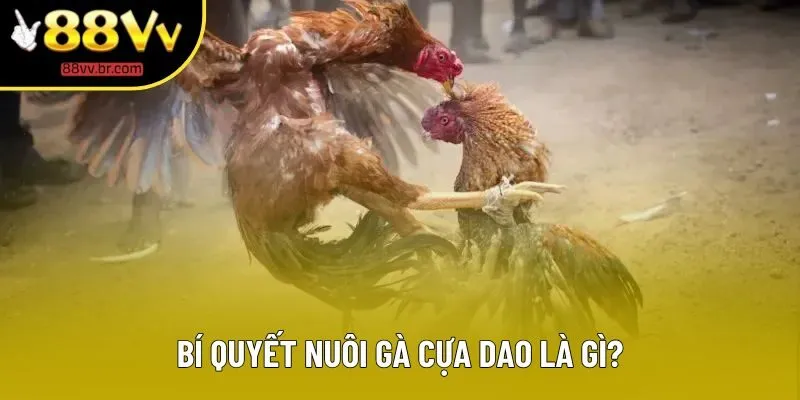 Bí quyết nuôi gà cựa dao là gì? Bí quyết nuôi gà cựa dao là gì?