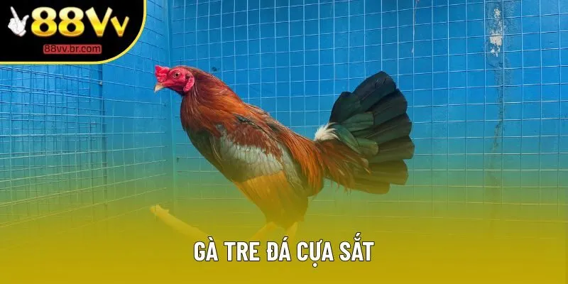 Gà Tre Đá Cựa Sắt Tại 88VV – Trải Nghiệm Kịch Tính An Toàn